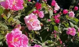 芙蓉花开大酒楼